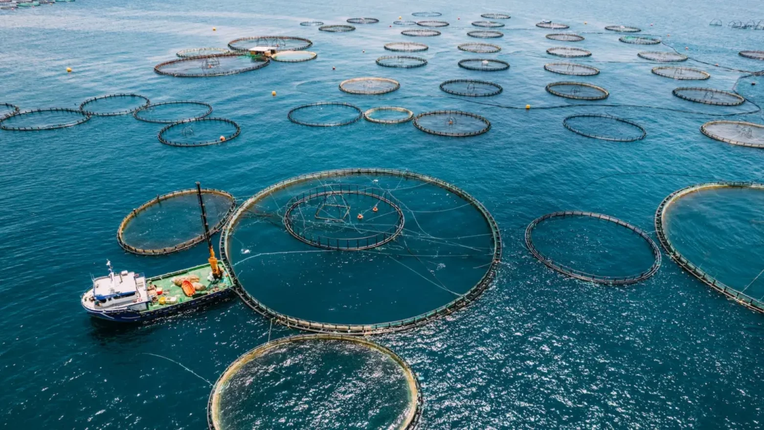 A cloister of fish farms in a large body of water